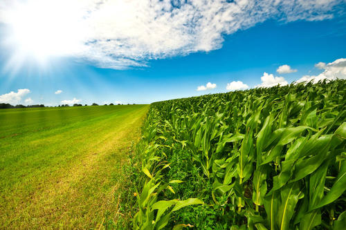 2021年农田5不准：违规罚上万，关系户都没用！